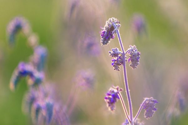 A Tatársáncon kibontották virágaikat az első kónya zsályák