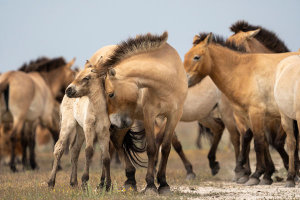 Vadlovak az Urániában