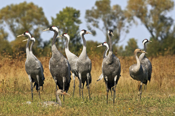 Idén is vannak áttelelő darvak a Kígyósi-pusztán