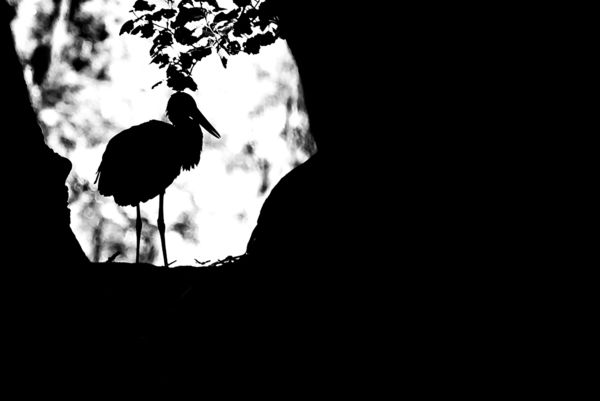 Sikeres költések: tíz idei fekete gólya nevelkedik a Kis-Sárréten