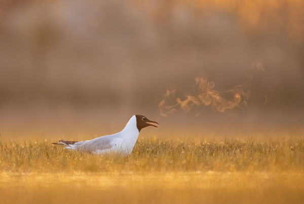 Megszülettek a VM szeptemberi fotópályázatának eredményei