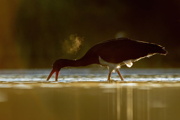 Matuzsálem korú fekete gólya Gemencben