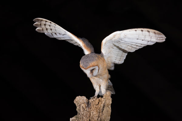 Az Igaz-tanyán nemsokára kikelnek az első gyöngybagoly-fiókák