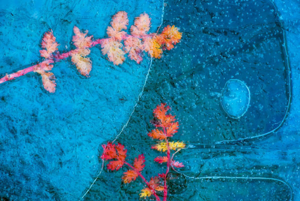 Sikeresen zárták magyar fotósaink a WildArt Photographer of the Year fotópályázatot