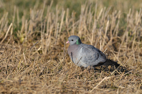 Legalább ezerötszáz kék galamb telel a Dévaványai-Ecsegi pusztákon
