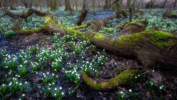 Kalandozások nemzeti parkjainkban – Fertő-Hanság Nemzeti Park II.
