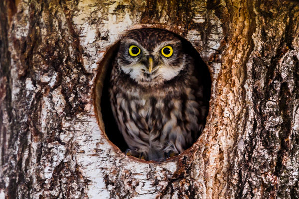Kuvikcsalád költözött a sóstói bikaszállás padlására