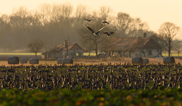Változatos téli madárvilág a Biharugrai-halastavakon