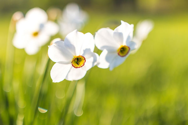 Virágzik a csillagos nárcisz a babócsai Basakertben