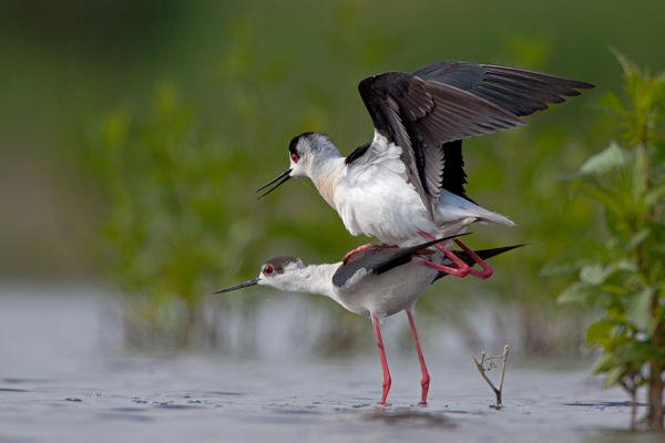 Idén is költenek gólyatöcsök a Kis-Sárréten