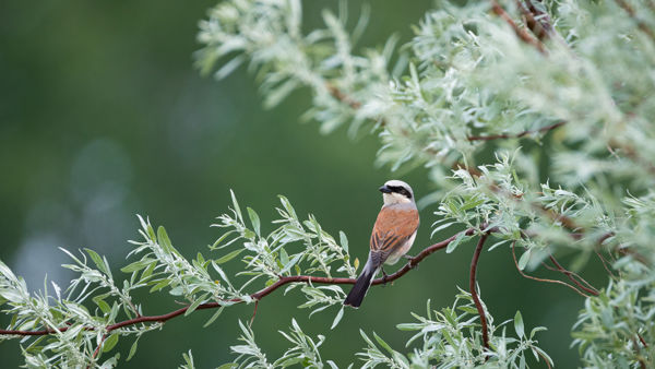 Cserebökény jellegzetes madara, a tövisszúró gébics