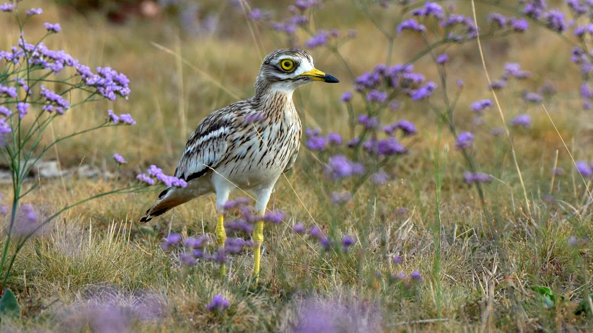 Tizenegy fiókát neveltek fel az ugartyúkok a Körös-Maros Nemzeti Parkban