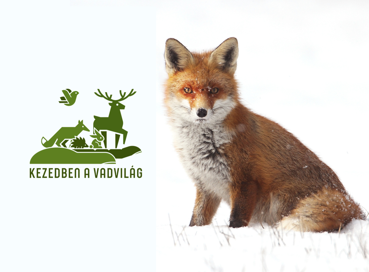Kezedben a vadvilág – Varázslatos Magyarország a vadállatok védelméért