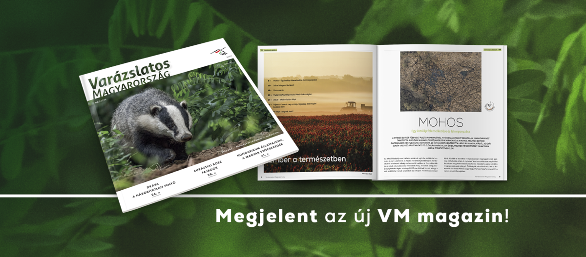 Megjelent a VM magazin legújabb száma