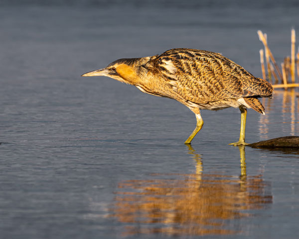 Bölömbikák – Visszatértek Kardoskútra a rejtőzködés nagymesterei