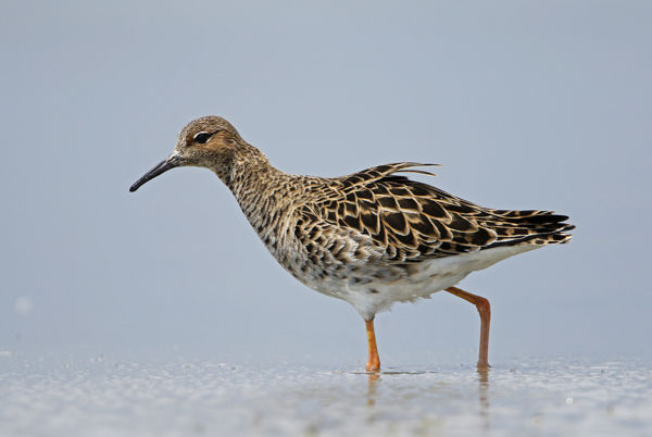 Pajzsoscankók kutatnak változatos táplálékok után a Fehér-tónál