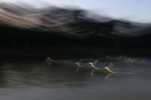 Már javában zajlik a tiszavirágzás