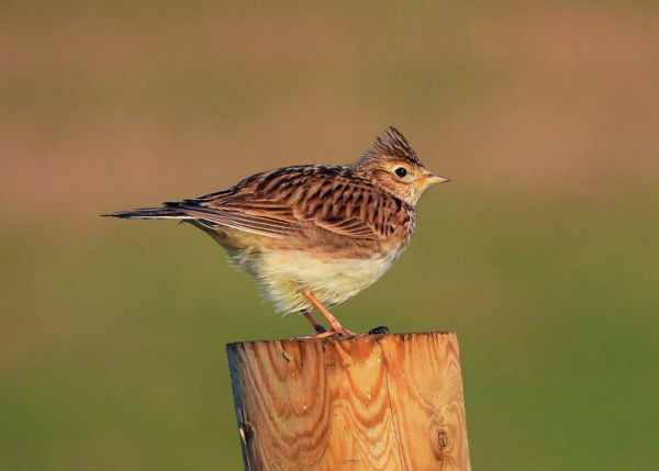 A mezei pacsirták második fészekalja is kirepült már
