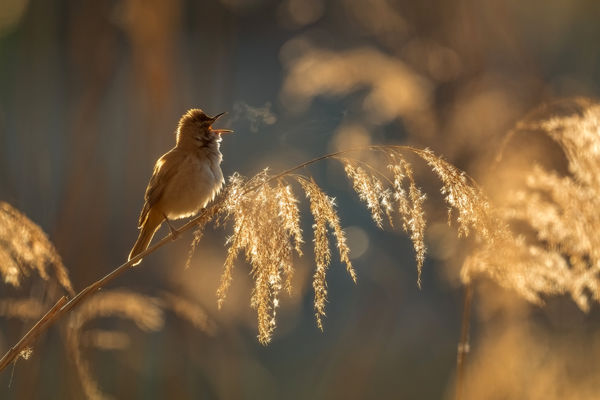 Kardoskútra visszatértek a nádi énekesek