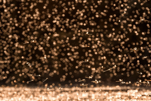 Százezrével rajzottak a kérészek – Korán és intenzíven zajlott a tiszavirágzás