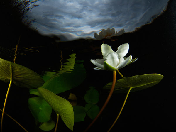 Melyik faj legyen 2024-ben az Év vadvirága?