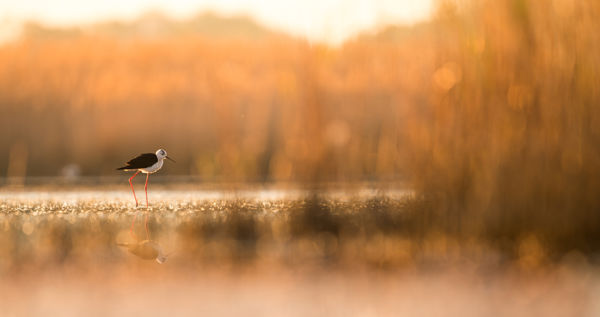Partimadarak a nyárban: bíbicek, godák, gólyatöcsök