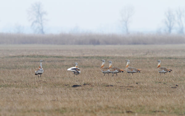 Túzokszinkron: kiemelkedő eredmények a Körös-Maros Nemzeti Parkban
