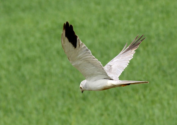 Fakó rétihéják bukkantak fel Kardoskút térségében