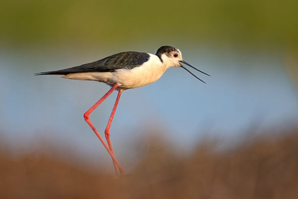 Különös színjátékkal védik fiókáikat a gólyatöcsök