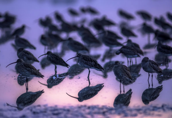 Szélkiáltók járják a kis-sárréti legelőket