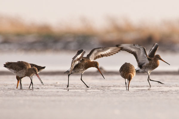 Vonulnak a partimadarak: nagy pólingok, nagy godák, pajzsoscankók, sárszalonkák
