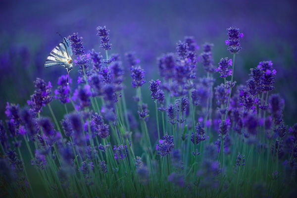 Lepkék százait vonzzák a virágzó levendulák