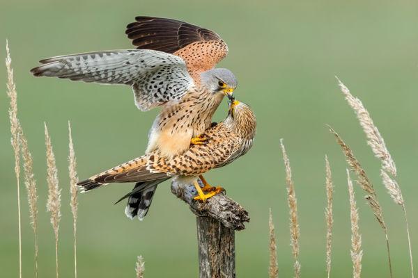 Titokzatos madárvilág: ki mikor, és miért pont akkor rak tojást?