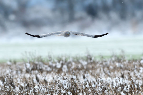 Kékes rétihéja keringett a Kígyósi-puszta felett