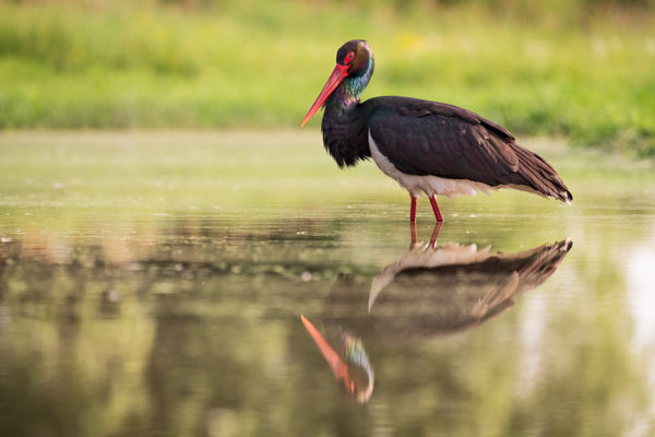 Megérkezett az első fekete gólya Gemencbe!