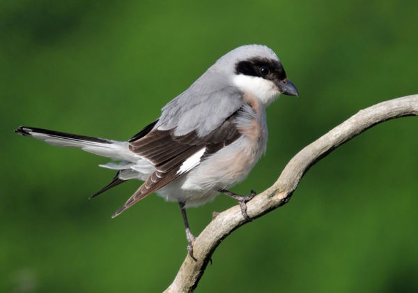 Pusztáink jellemző madara, a kis őrgébics