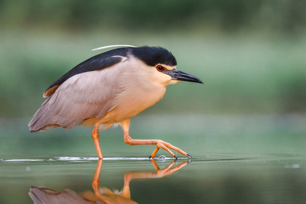 A túrázók kedvence, a vakvarjú: szép számban élnek bakcsók a Kis-Sárréten