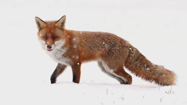 Állati megoldások hideg ellen