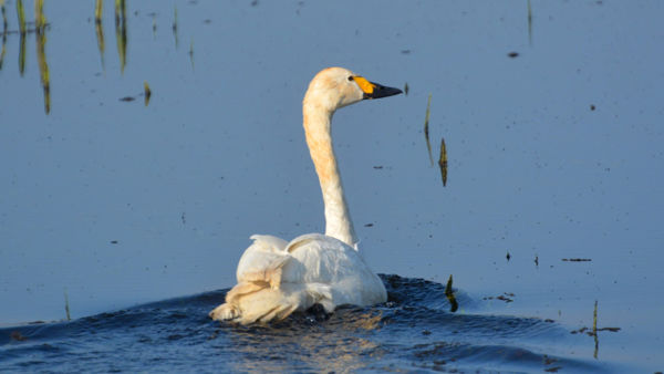 Egy mentett kis hattyú sikertörténete