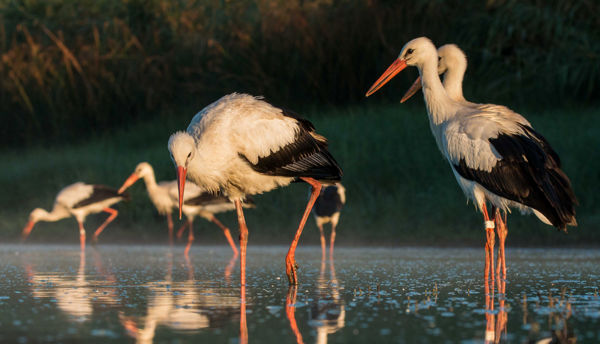 Egyre népesebb csapatokban mozognak a fehér gólyák