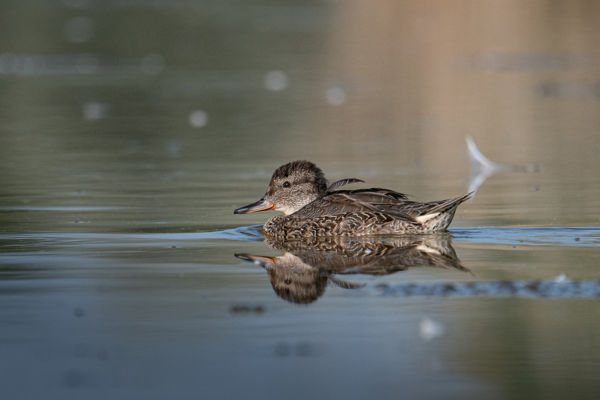 Nyílfarkú récék a Pacsmagi-tavakon