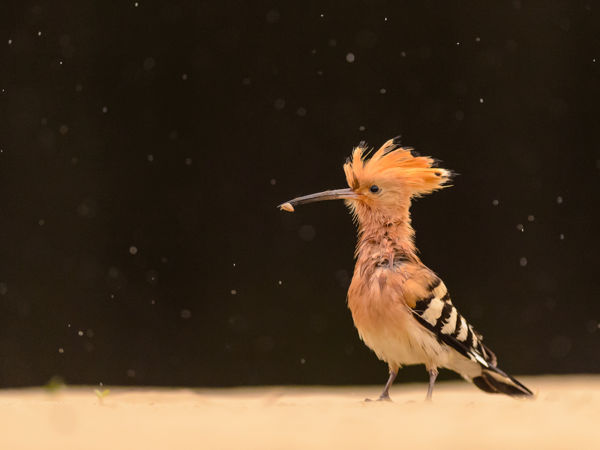 A színpompás szalakóták és búbos bankák is elindultak a déli tájak felé