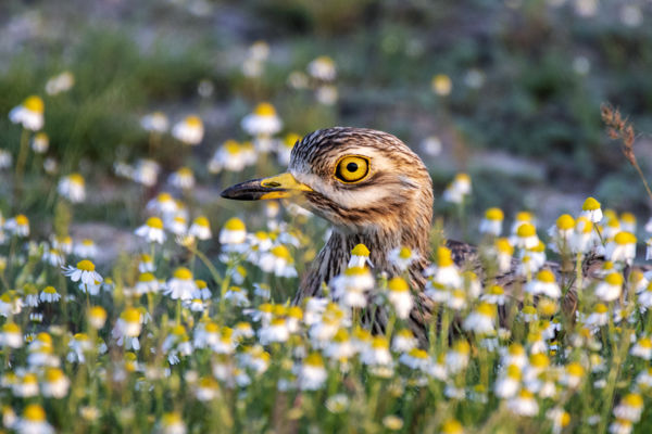 Már gyülekeznek az ugartyúkok a Kiskunságban