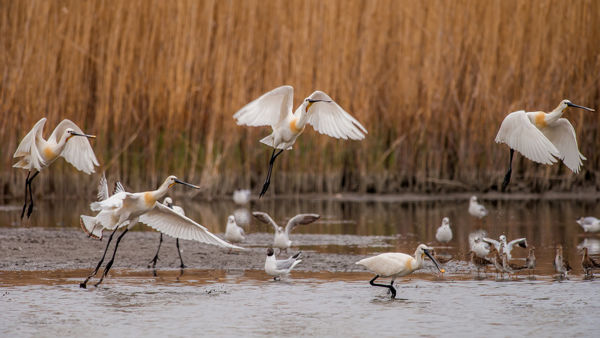 Érkeznek az első kanalasgémek – de mit keresnek más példányok a Szahara közepén?