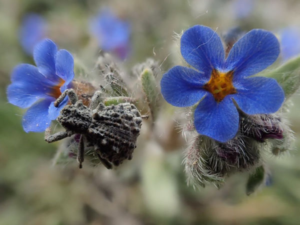 Ormányosbogarak akcióban