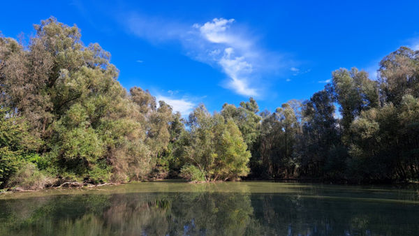 Folyóvízi ökoszisztémák és ártéri erdők természeti állapotának helyreállításáért a Mura–Dráva–Duna mentén