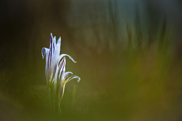Kezdenek virágozni a tarka sáfrányok a kiskunsági pusztákon