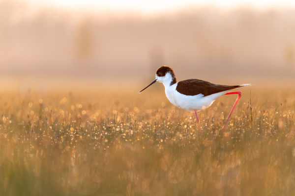Huszonkét pár gólyatöcs kezdett költésbe a Kis-Sárréten
