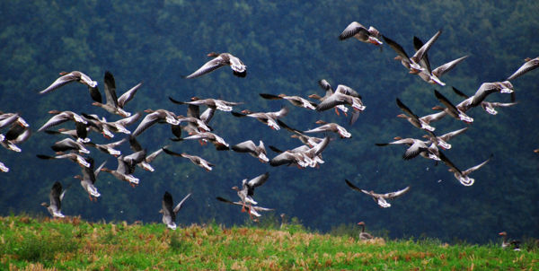 Húznak a vadludak, krúgatnak a darvak: élénkülő madárvonulás a Kis-Sárréten