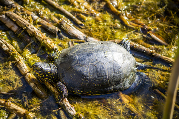 Hová tegyem? – Tojásrakásra alkalmas helyet keresnek a mocsári teknősök